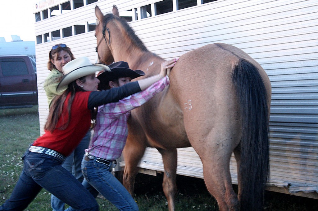 Equine chiropractic treatment for a horse