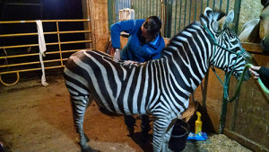 sara-chiropractic-zebra